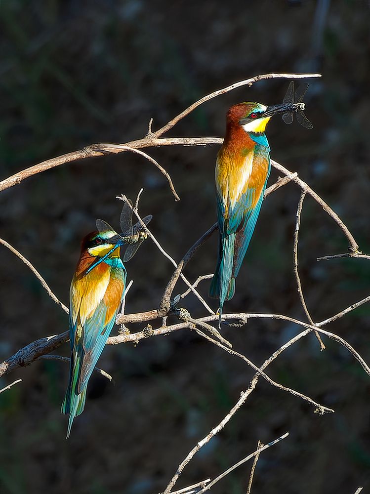 Photograph by Елена Лущенко