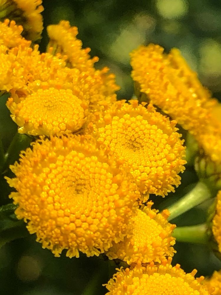 Фотография автора Светлана Гончарова