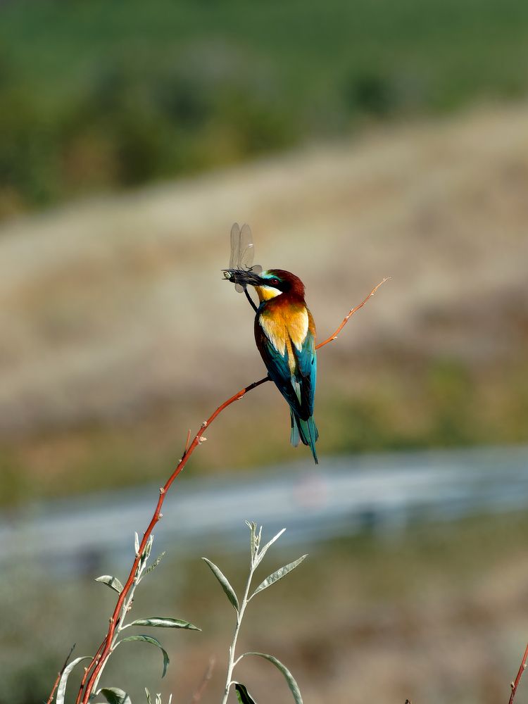 Photograph by Елена Лущенко