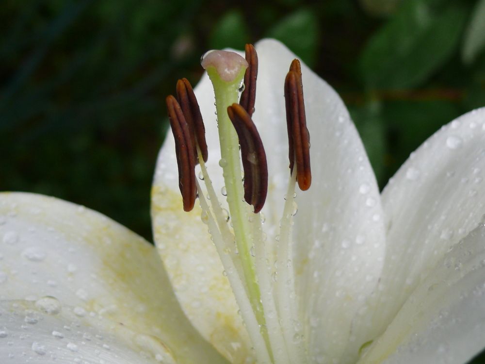 Photograph by Людмила Федорчак