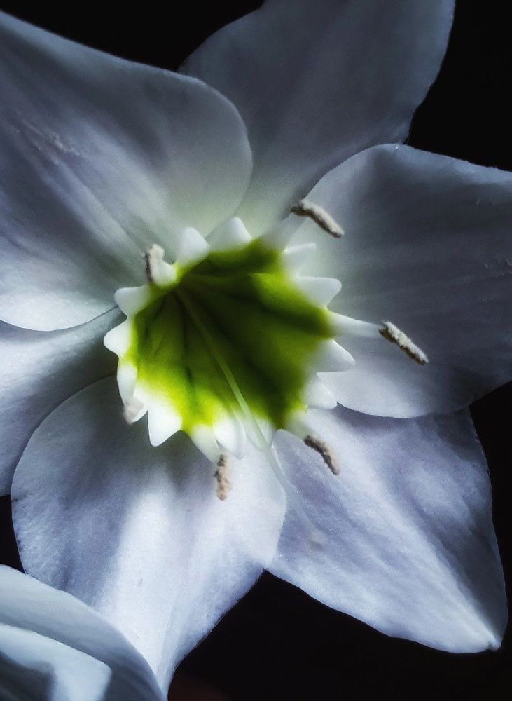 Photograph by Эльвира Куликова