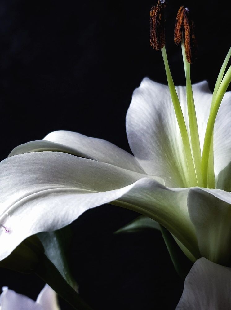 Photograph by Эльвира Куликова