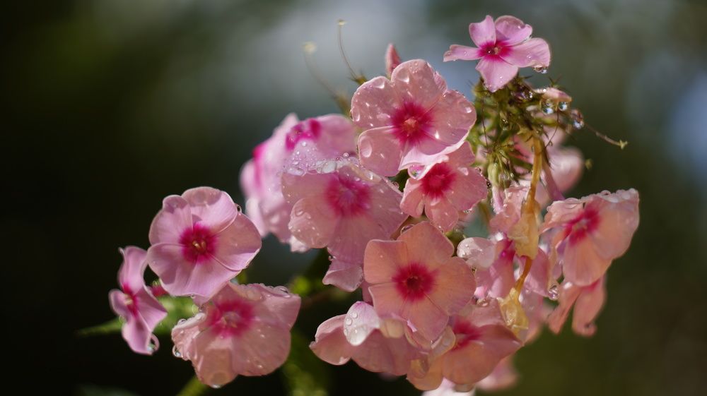 Photograph by Анна Шекурова