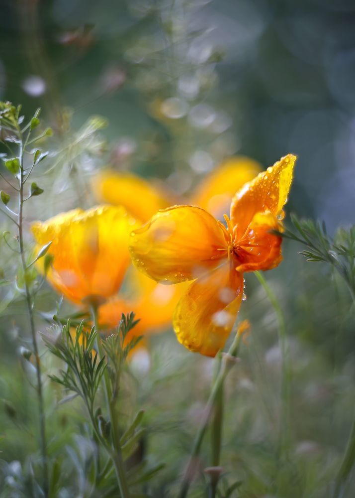 Photograph by ИРИНА ГОРЮКИНА