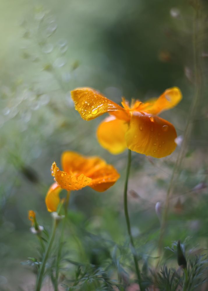 Photograph by ИРИНА ГОРЮКИНА