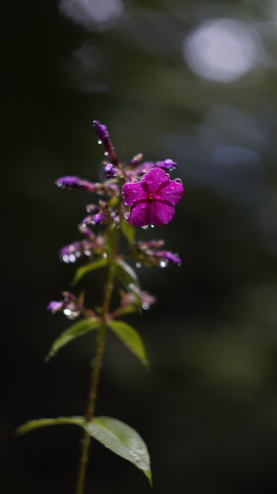 Photograph by Анна Шекурова