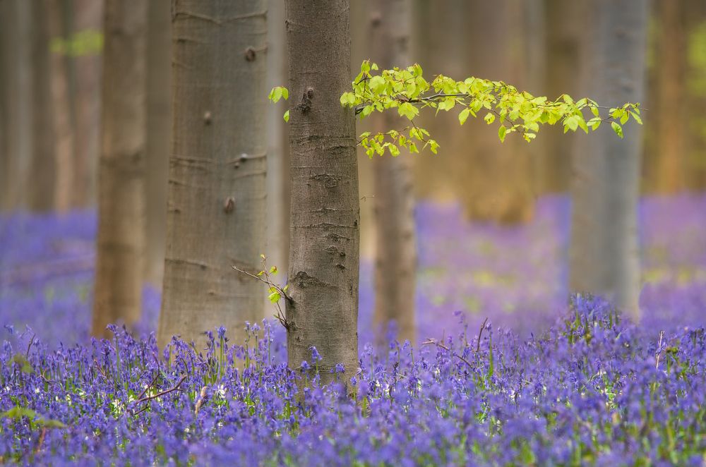 Bluebell Forest
