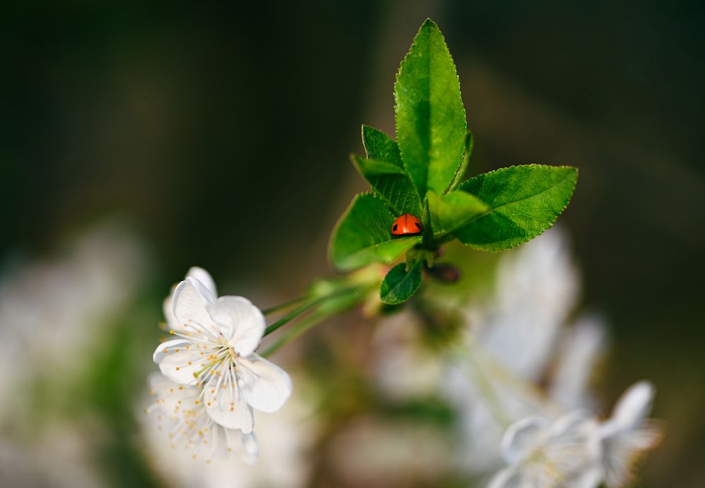 Photograph by Юлия Ковальчук