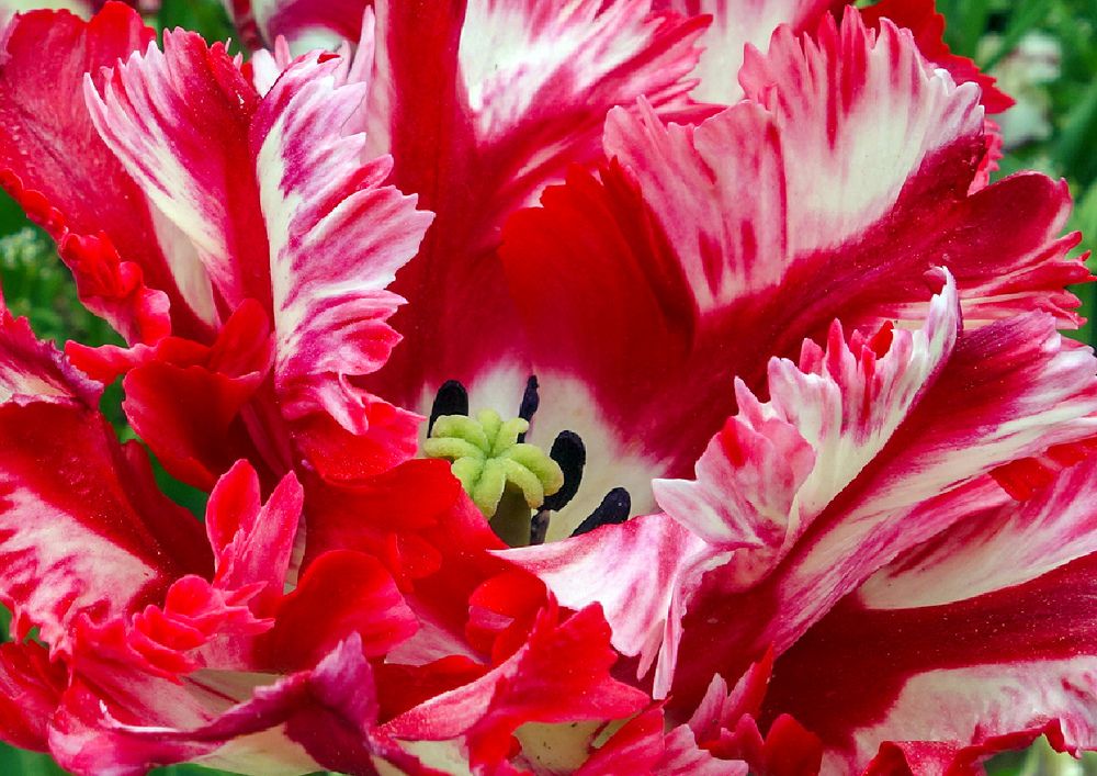 Photograph by IRINA KORNEVA