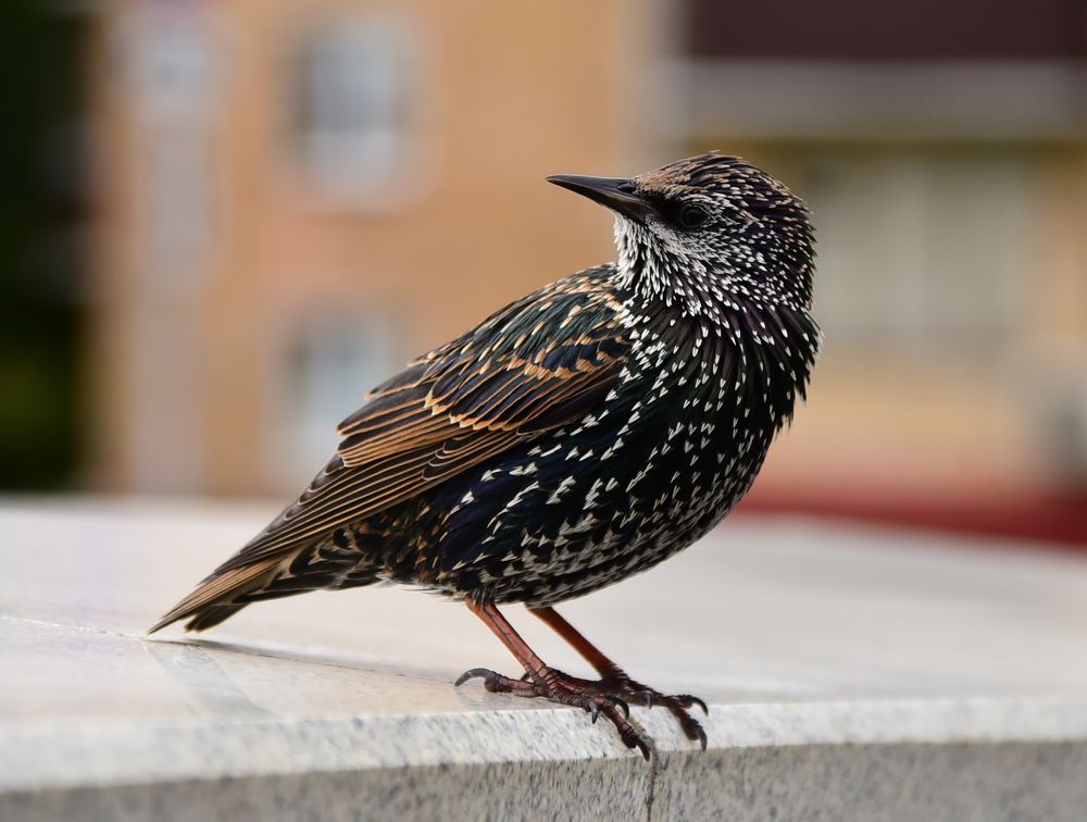 Photograph by Владислав Кравцов