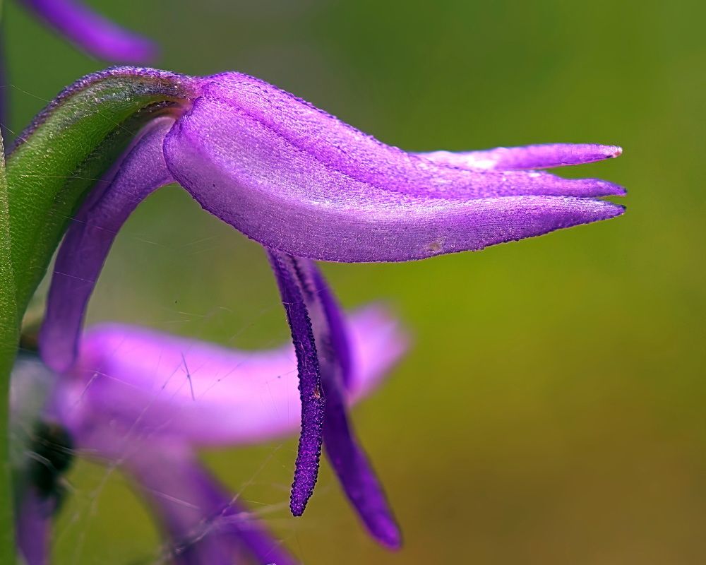 Photograph by Кузнецов Дмитрий