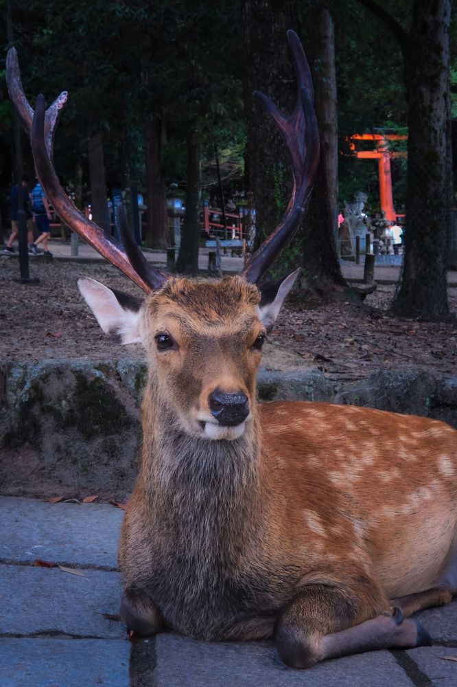 Фотография автора Gustavo Orellana