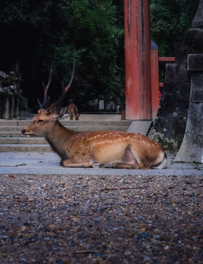 Фотография автора Gustavo Orellana