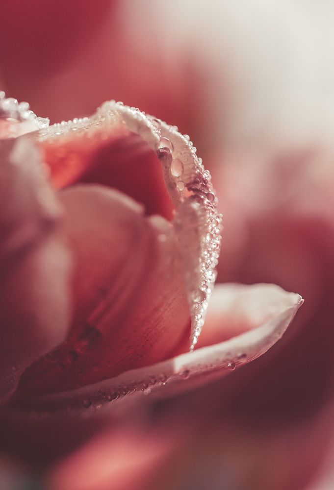 Photograph by Katja Sen