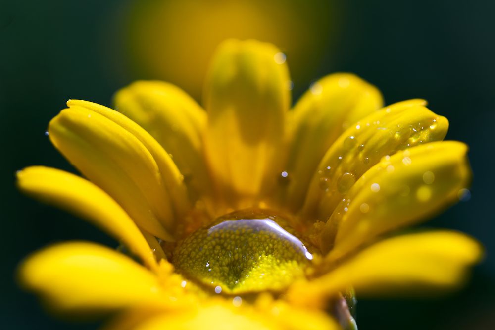 Фотография автора Василиса Пушкарева