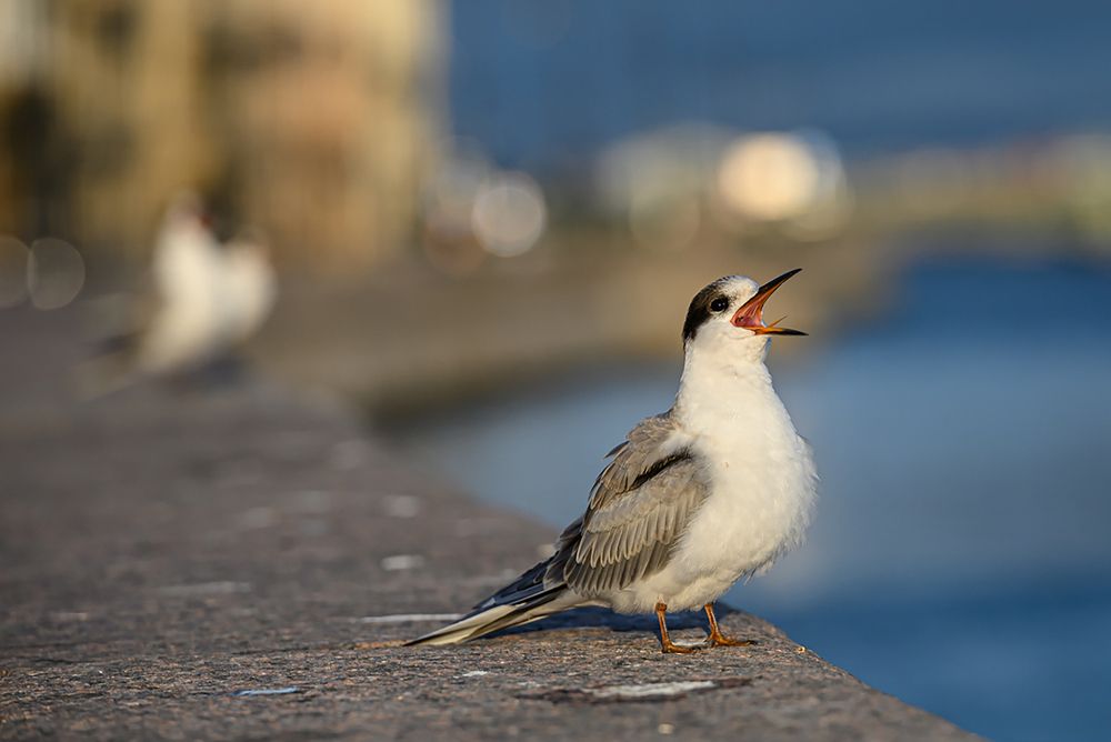 Photograph by Мария Новоселецкая