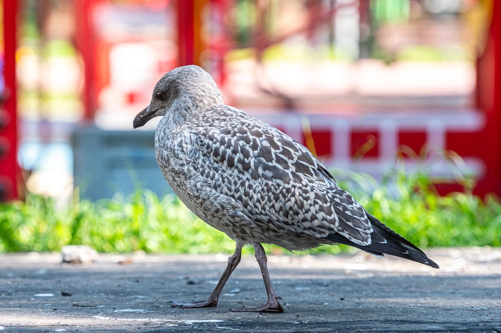 Photograph by Мария Новоселецкая