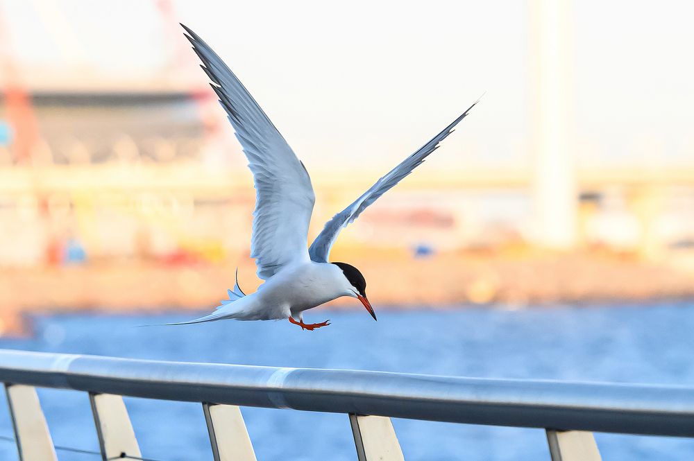 Photograph by Мария Новоселецкая