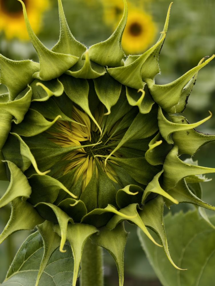 Photograph by Konstantin Martynov