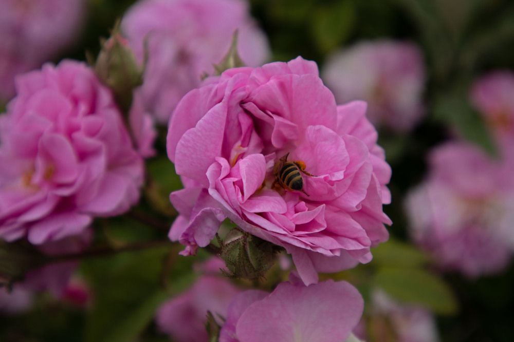 Photograph by Ксения Золотарь