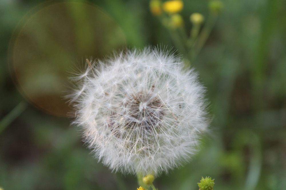 Одуванчик