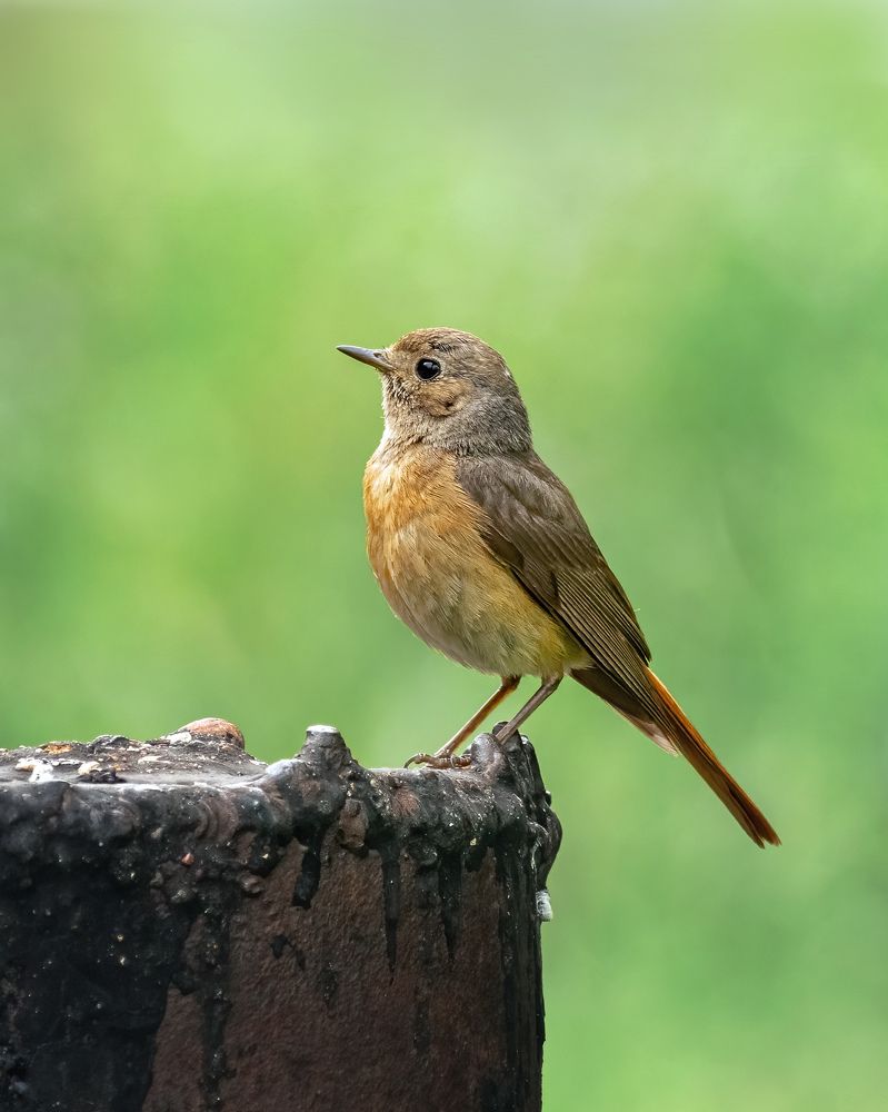 Горихвостка (самка)
