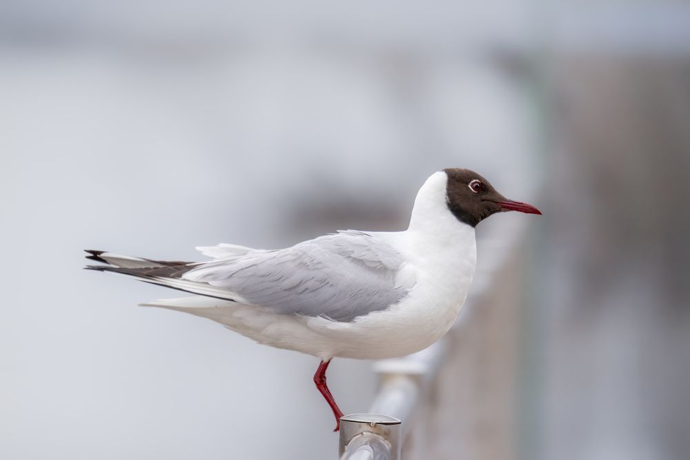Photograph by Александр Соловьев