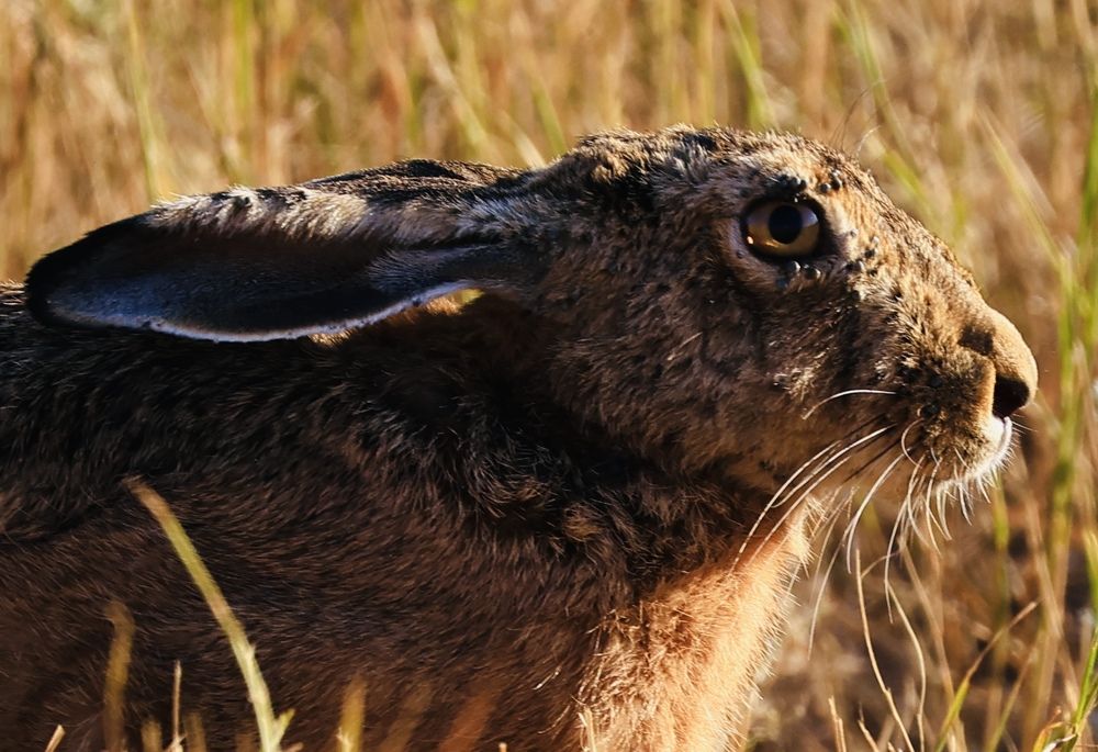 Зайчик завтракает