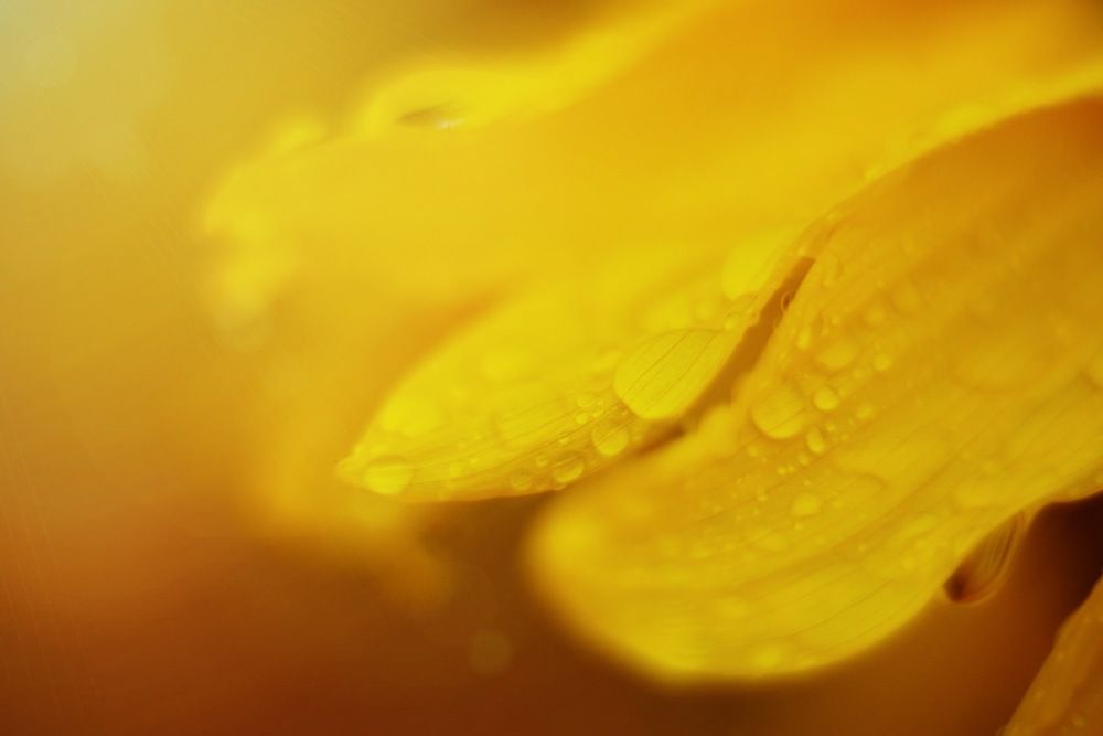 Photograph by Новкис Наталья