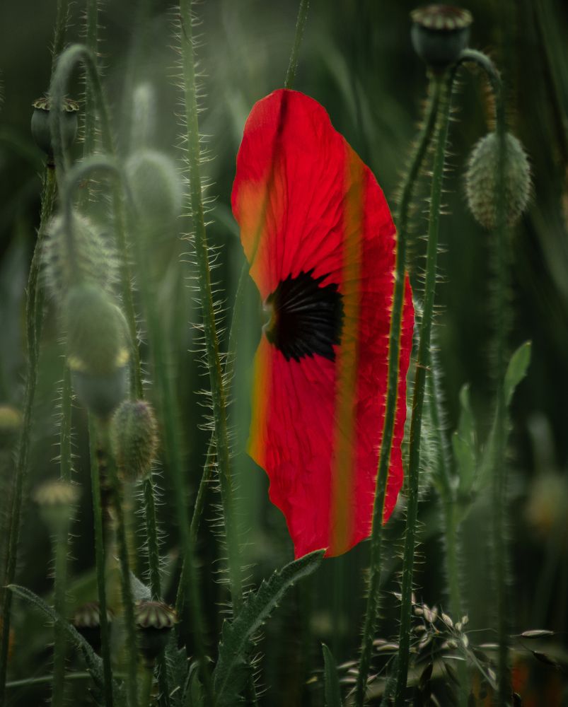 Photograph by Vitalii Kaznin