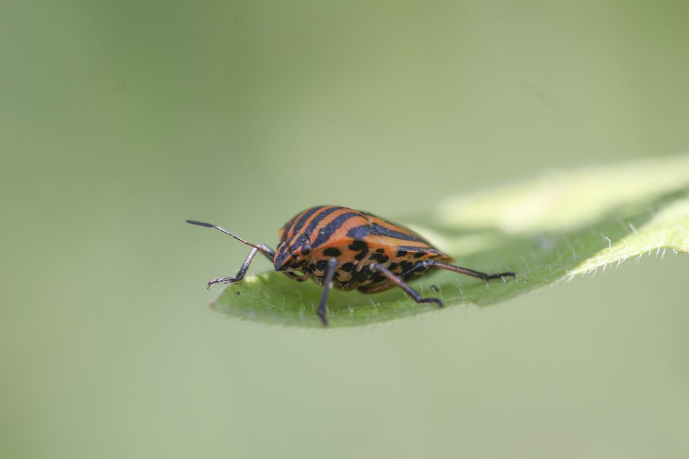 Photograph by Alexander Zatyamin