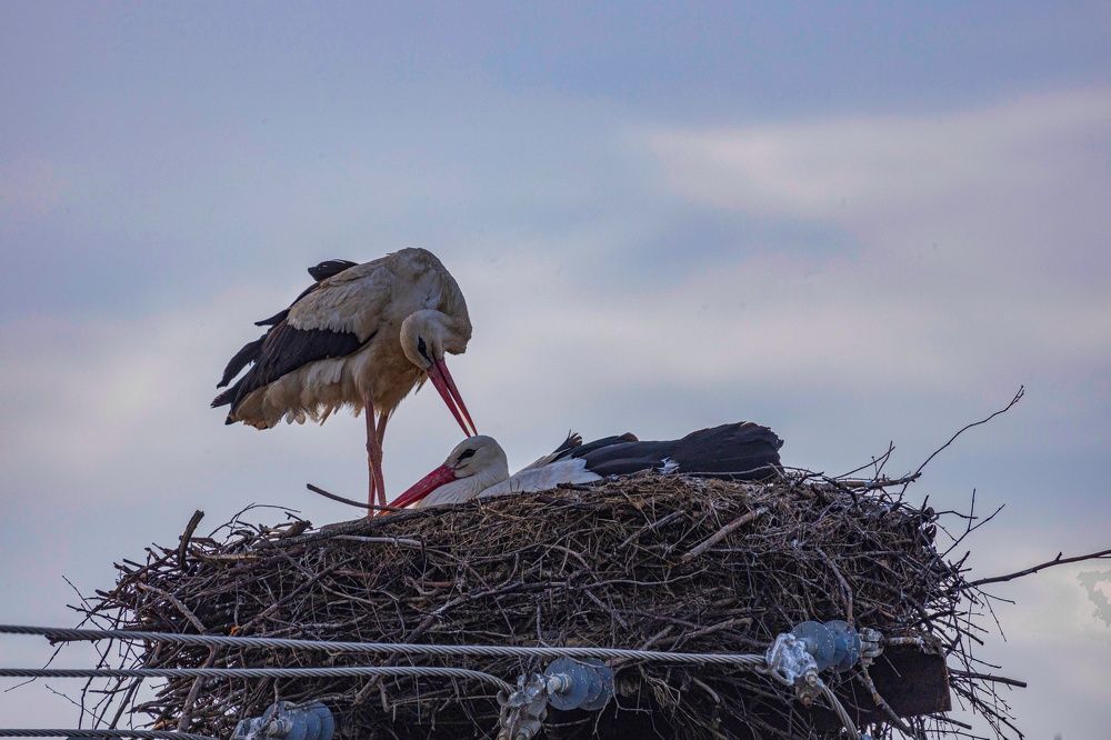 Photograph by Ольга Левакова