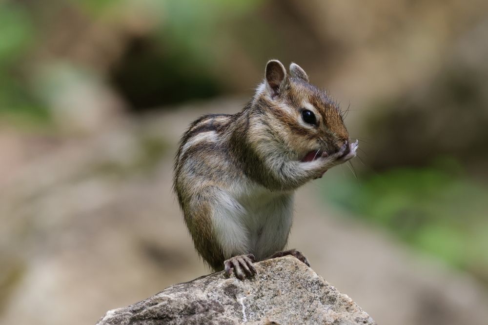 Фотография автора Адия Кочубей