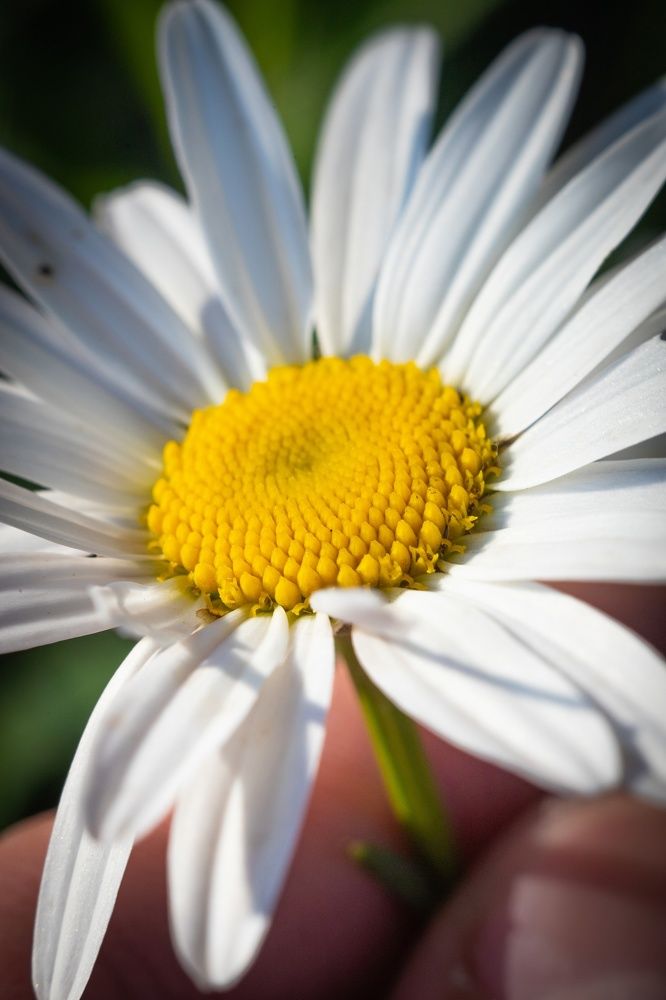 Photograph by Антон Чепуркин