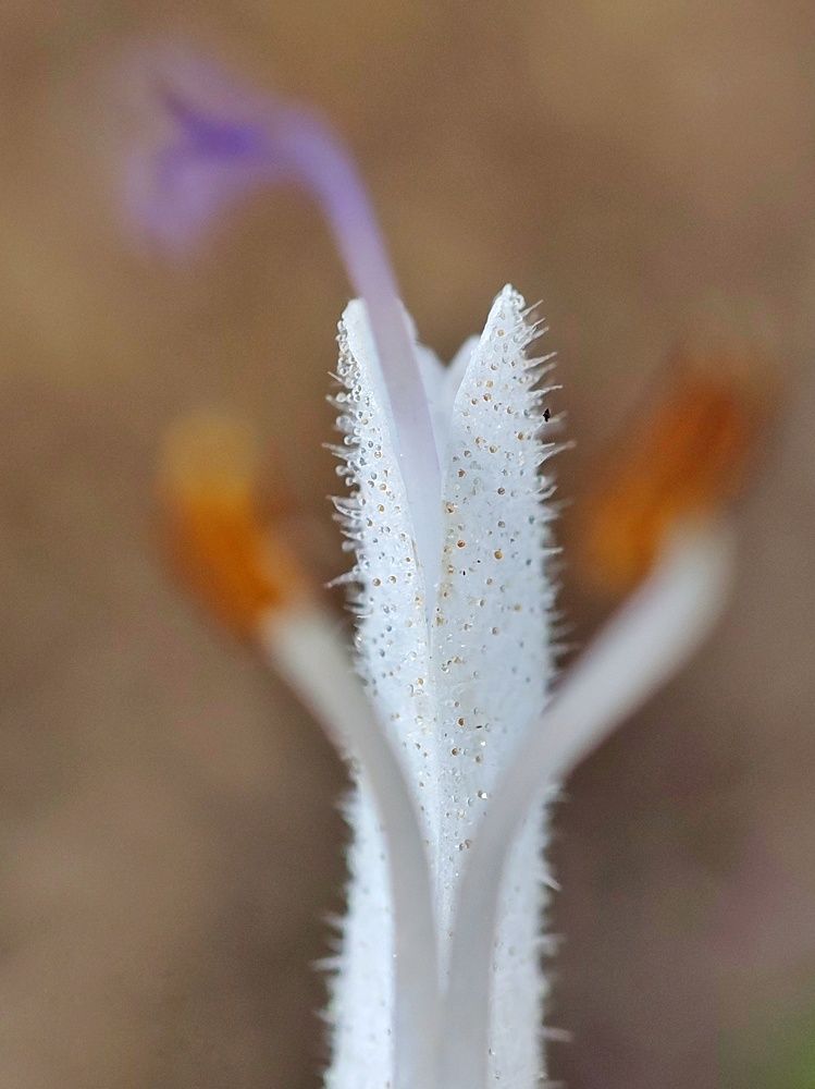 Photograph by Saeed Nosrati