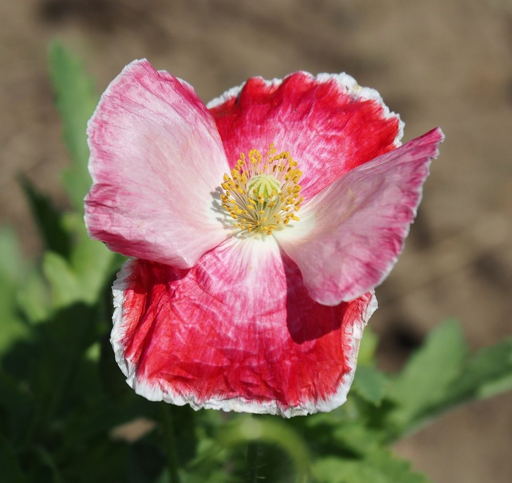 Мак-бабочка