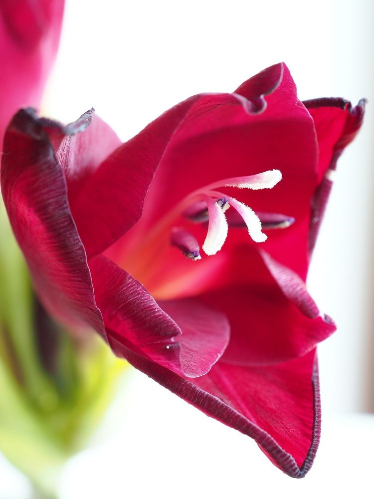 Гладиолус-змея