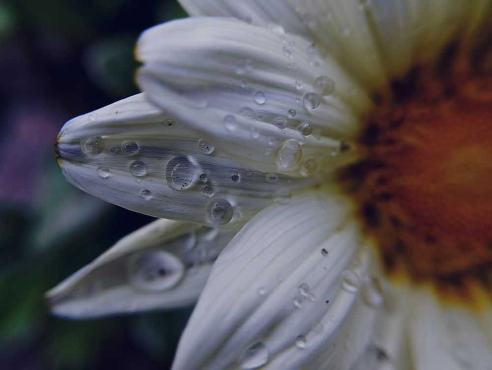 Photograph by Irina Dali