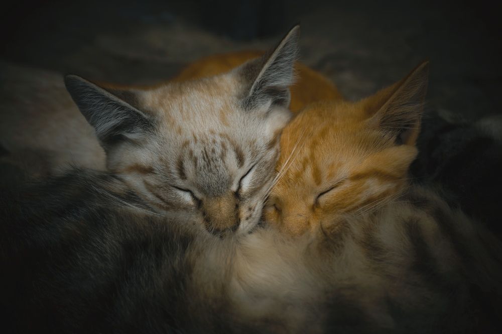 Photograph by Елена Шабельникова