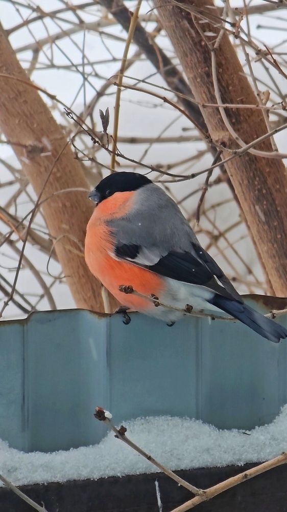 Photograph by Ольга Веселова