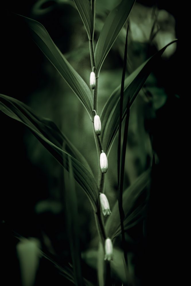 Photograph by Kostantin Belonogov