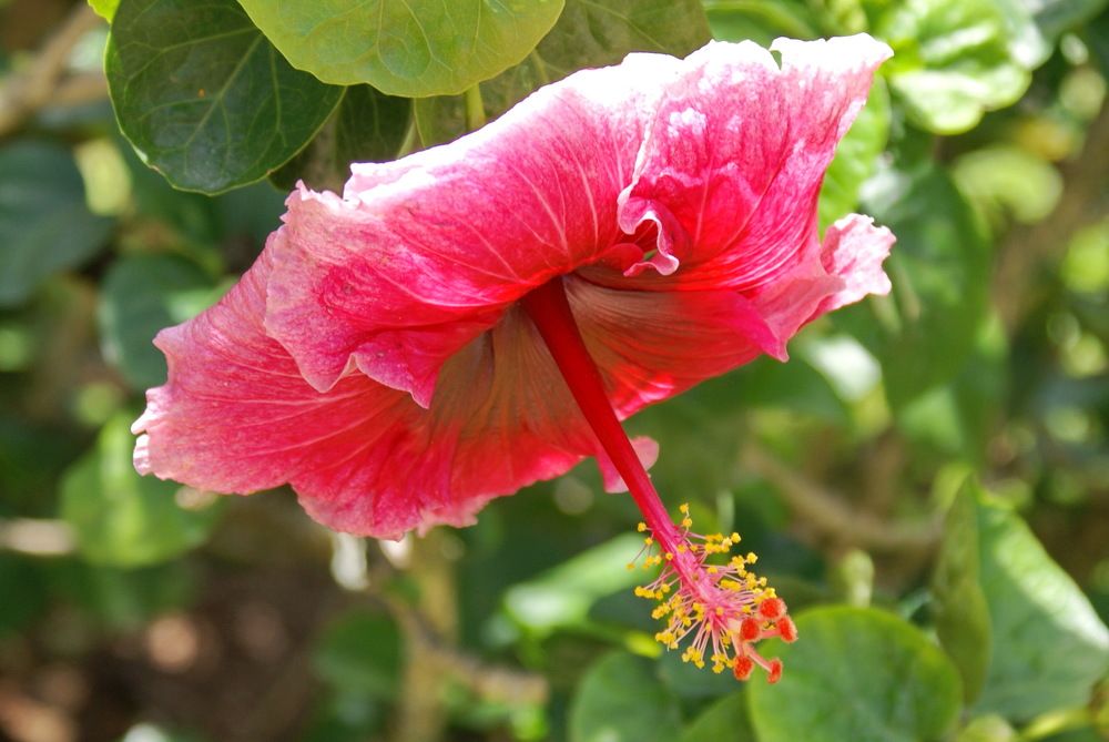 Photograph by Игорь Пшеничников