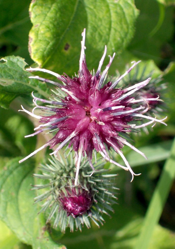 Photograph by Игорь Пшеничников