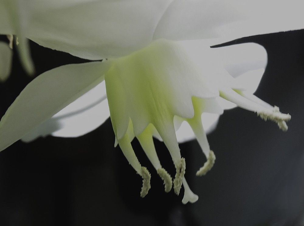 Фотография автора DENISE Monteiro de Lima Demange