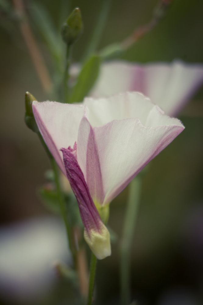 Photograph by Елена Фопа