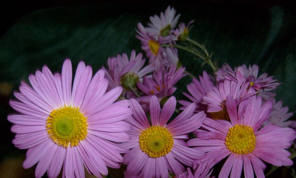 Фотография автора Наталья Драгун