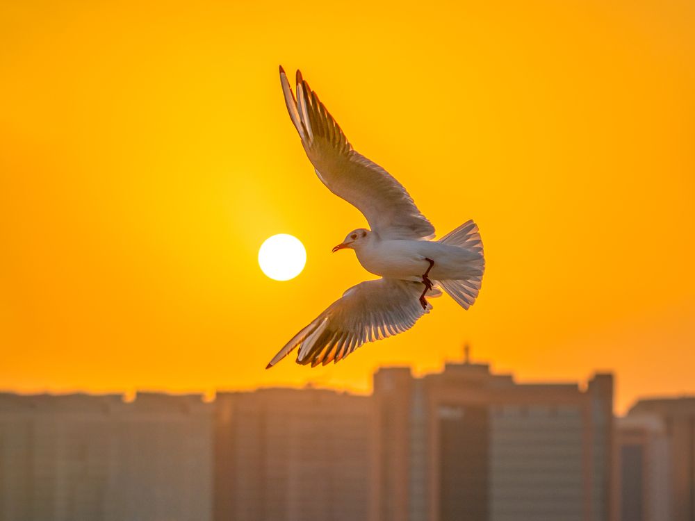 Photograph by Jayakumar MN