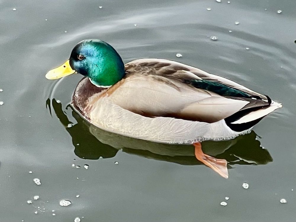 Photograph by Светлана Хохлова