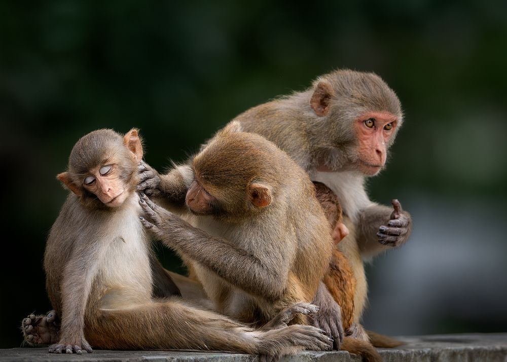 Photograph by Suprotap Chaki