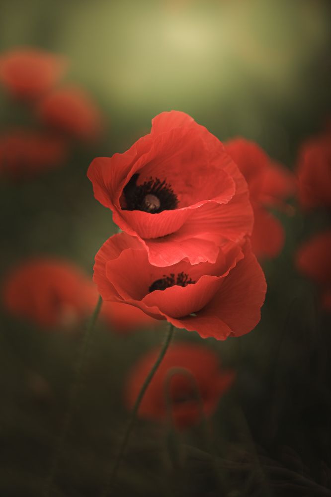 Photograph by Анна Тен